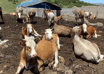 TÜİK: Hayvan sayısında düşüş var