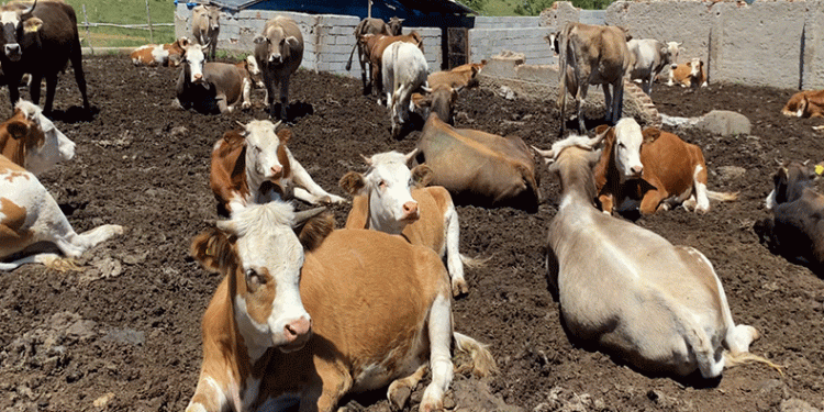 TÜİK: Hayvan sayısında düşüş var