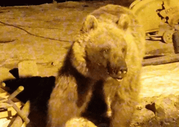 Şantiyede yiyecek arayan ayılar