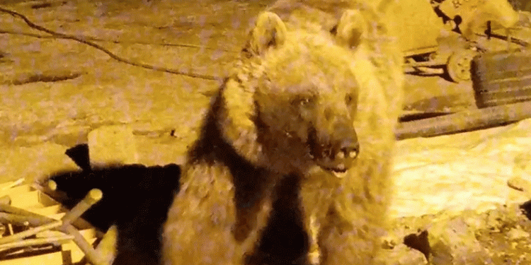 Şantiyede yiyecek arayan ayılar