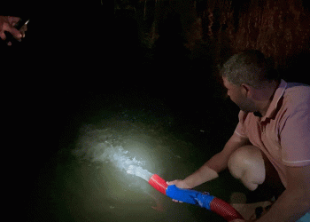 İznik Gölü’ne milyonlarca sazan salındı