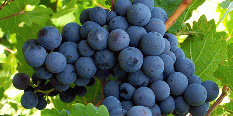 Erciş üzümü denetimden geçti