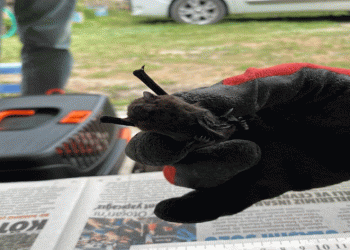 Sobanın içinden cüce yarasa çıktı
