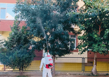 Okul bahçelerindeki ağaçlar ilaçlanıyor