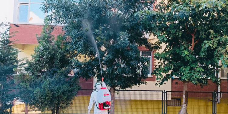 Okul bahçelerindeki ağaçlar ilaçlanıyor