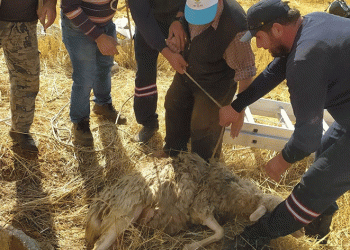 Hüyük’te koyun kurtarma operasyonu