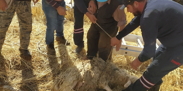 Hüyük’te koyun kurtarma operasyonu