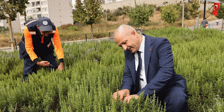 Şifa Kapısı’nda bitki hasadı