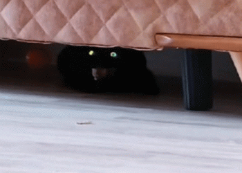 Eve giren hasta kedi korkuttu