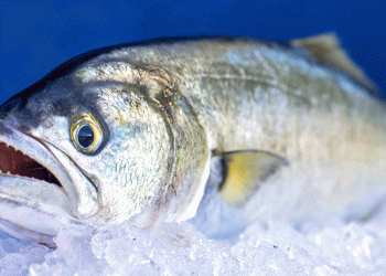 Denizlerin prensi ‘lüfer’ 600 liradan tezgahta