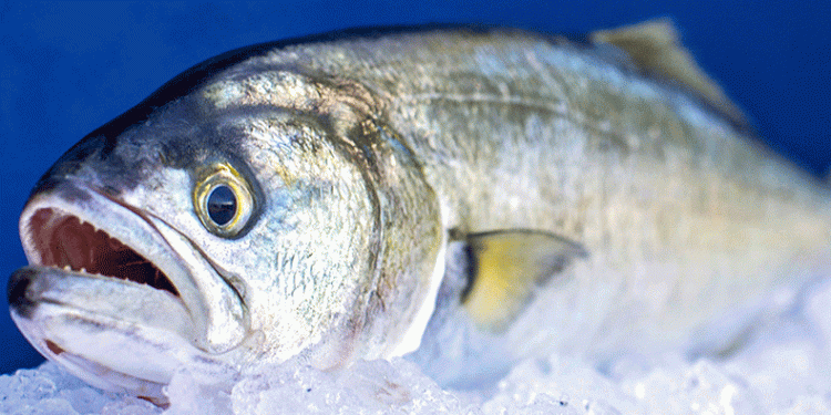 Denizlerin prensi ‘lüfer’ 600 liradan tezgahta