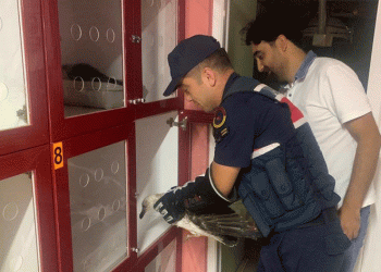 Jandarmadan yaralı martıya şefkat eli