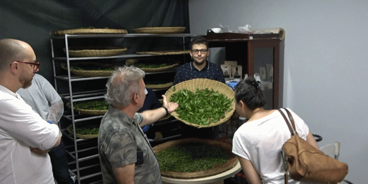 Rize çayı dünyaya tanıtılıyor