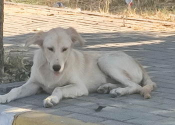 Avcılar’da hayvan katili var!