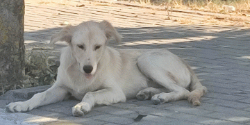 Avcılar’da hayvan katili var!