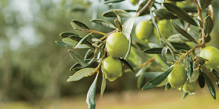 Zeytin hırsızları yakalandı