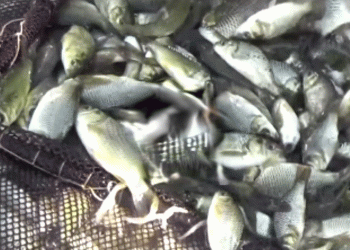 Sulara binlerce sazan yavrusu bırakıldı