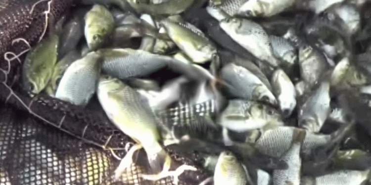 Sulara binlerce sazan yavrusu bırakıldı