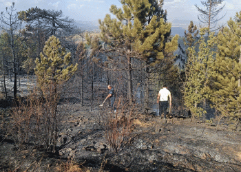 Konya’da orman yangını