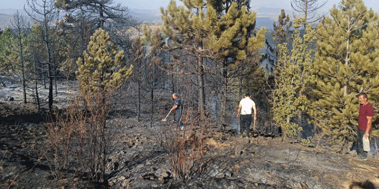 Konya’da orman yangını