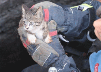 Hasarlı binanın kuyusuna düşen kedi kurtarıldı