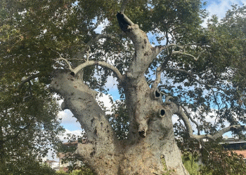 850 yıldır tarihe tanıklık ediyor