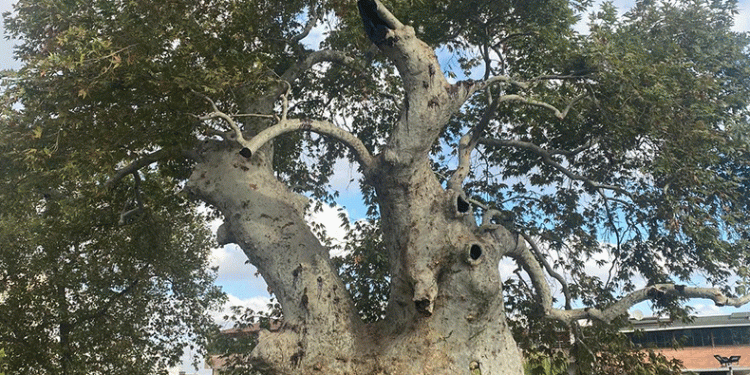 850 yıldır tarihe tanıklık ediyor