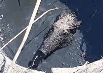 Domuz kurtarma operasyonu