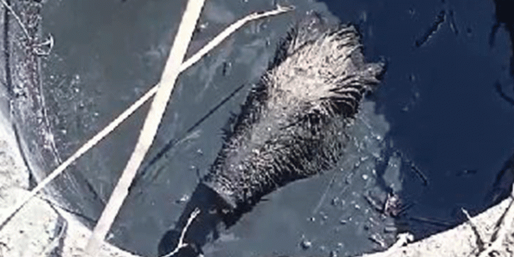 Domuz kurtarma operasyonu