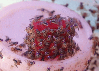 Meyve düşmanı böcekler göreve başladı