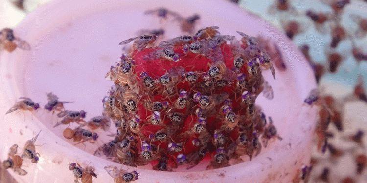 Meyve düşmanı böcekler göreve başladı