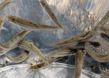 Siraz balıkları baraj gölüne bırakıldı