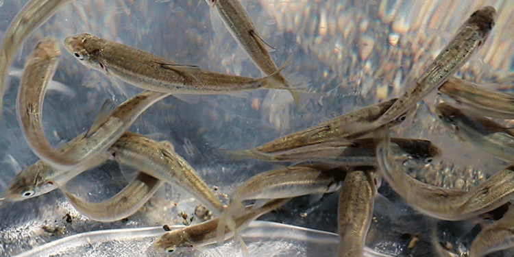 Siraz balıkları baraj gölüne bırakıldı