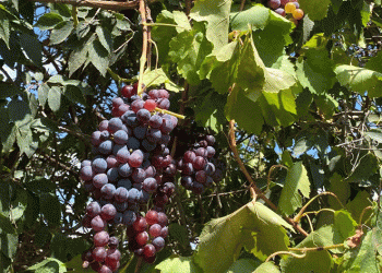 Asırlık üzüm ağacı verimi şaşırtıyor