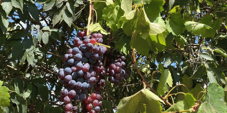Asırlık üzüm ağacı verimi şaşırtıyor