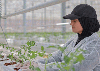 Türkiye’de ilk, fideler toprakla buluştu