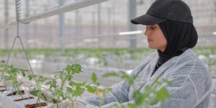 Türkiye’de ilk, fideler toprakla buluştu