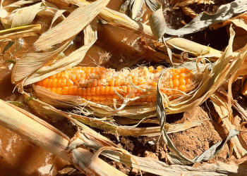 Yaban domuzları mısır tarlasını mahvetti