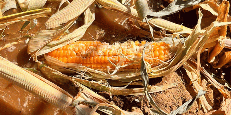 Yaban domuzları mısır tarlasını mahvetti