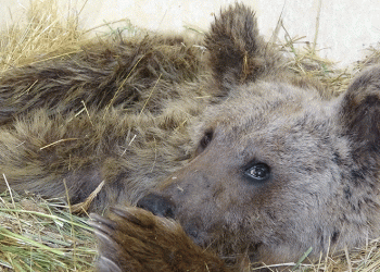 Yaralanan ayı tedavi altına alındı