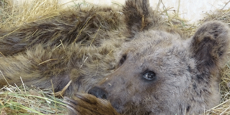 Yaralanan ayı tedavi altına alındı