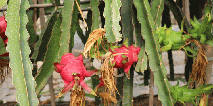 Ejder meyvesinin ilk hasadı yapıldı