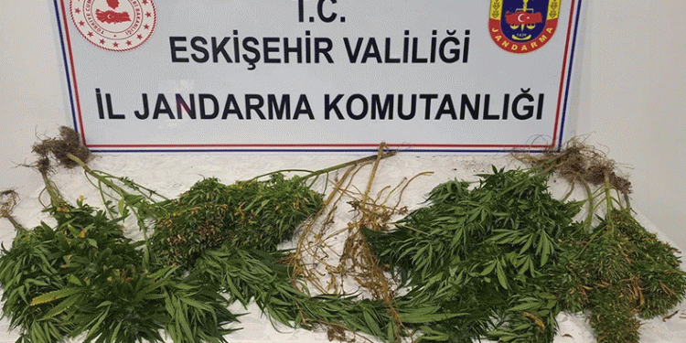 Kenevir yetiştiren şahıslar hakkında işlem başlatıldı