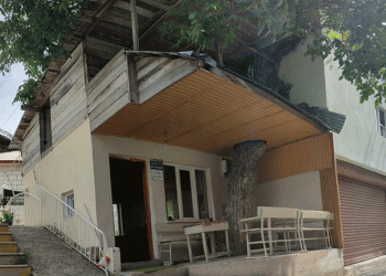 Bu kütüphanenin içinde ağaç var