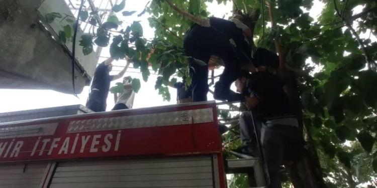 Kediyi kurtarmak isterken ağaçta mahsur kaldı