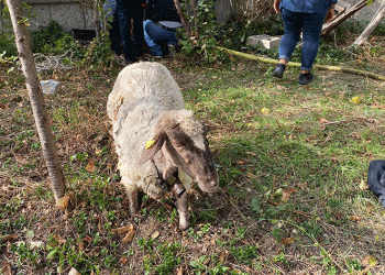 İtfaiyeden kuyudan koyun kurtarma operasyonu
