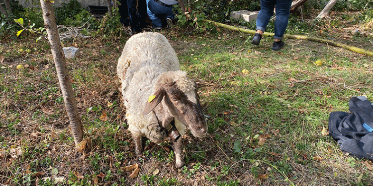 İtfaiyeden kuyudan koyun kurtarma operasyonu