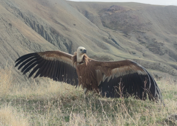 Kızıl akbaba 3 ay sonra yeniden özgür