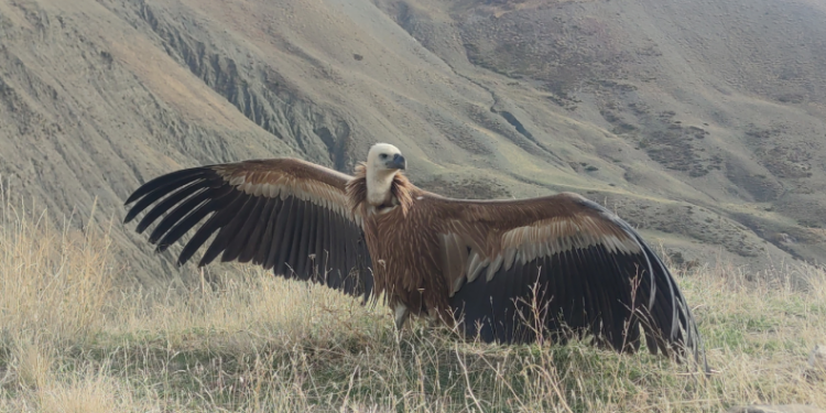 Kızıl akbaba 3 ay sonra yeniden özgür