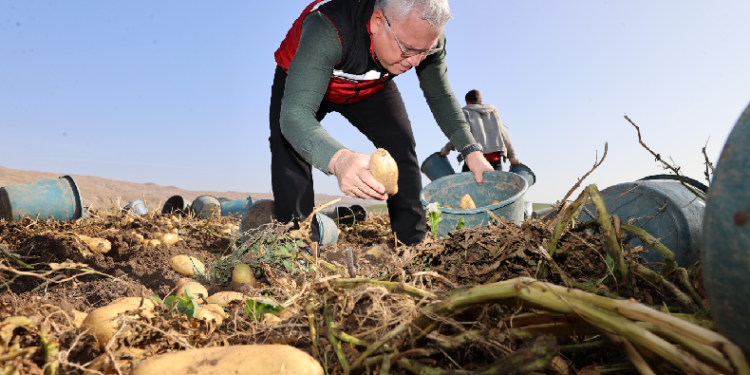 Sivas’ta patates hasadı başladı